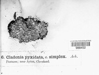 Cladonia pyxidata image